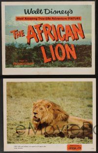 5w008 AFRICAN LION 9 LCs '55 Walt Disney's most amazing True-Life adventure feature, animal images!