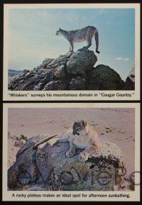 5w781 COUGAR COUNTRY 4 LCs '72 Ernest Wilkinson documentary, cool wild cat images, moose, elk!