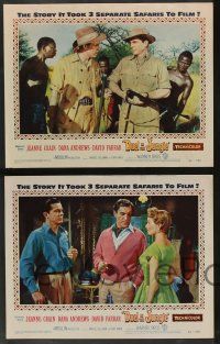 5w146 DUEL IN THE JUNGLE 8 LCs '54 Dana Andrews, sexy Jeanne Crain, African adventure images!