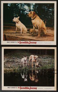 5w598 INCREDIBLE JOURNEY 6 LCs '63 Disney, Bull Terrier, Siamese cat & Labrador Retriever!