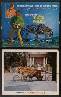 5w023 TIGER WALKS 9 LCs '64 Walt Disney, Brian Keith, Vera Miles, Sabu, great feline images!
