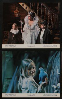 6h081 BLUE BIRD 8 8x10 mini LCs '76 best close up of Elizabeth Taylor in cool costume as Light!