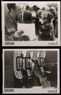 7s332 BINGO 28 8x10 stills '91 Cindy Williams, dog adventure comedy, great canine images!