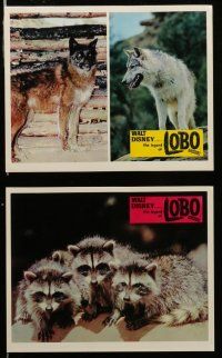 7s204 LEGEND OF LOBO 8 color English FOH LCs '63 Disney, King of the Wolfpack, wildlife images!