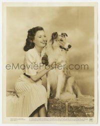 8s291 GAY SISTERS candid 8x10 still '42 c/u of smiling Barbara Stanwyck with her collie dog!