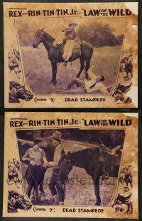 8z951 LAW OF THE WILD 2 chapter 7 LCs '34 wacky Ben Turpin & Lucille Browne w/ Bob Custer, serial!
