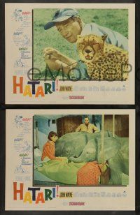 8z848 HATARI 3 LCs '62 Howard Hawks, John Wayne in Africa, Elsa Martinelli!
