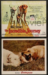 8z730 INCREDIBLE JOURNEY 5 LCs R74 Disney, Bull Terrier, Siamese cat & Labrador Retriever!