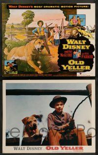 8z736 OLD YELLER 5 LCs R74 Dorothy McGuire, Fess Parker, Tommy Kirk, Disney's most classic canine!