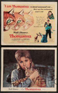 8z037 THREE LIVES OF THOMASINA 9 LCs '64 Walt Disney, cool images of cat with Hampshire, kids!