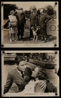 9a944 SON OF LASSIE 3 8x10 stills '45 Peter Lawford, Donald Crisp, great heroic dog images!