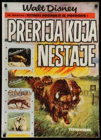 9b503 VANISHING PRAIRIE Yugoslavian 20x27 '54 a Walt Disney, cool art of stampeding buffalo!