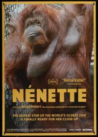 9w527 NENETTE 1sh '10 cool image of orangutan, oldest star of the world's oldest zoo!