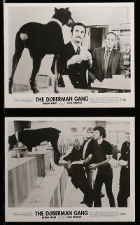 1s328 DOBERMAN GANG 10 8x10 stills '72 Byron Mabe, Hal Reed, cool images of canine bank robbery!