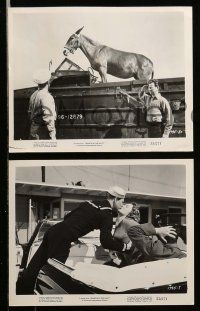 1s168 FRANCIS IN THE NAVY 14 8x10 stills '55 sailor Donald O'Connor & Martha Hyer + talking mule!