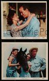 2h015 GYPSY COLT 10 color 8x10 stills '54 Ward Bond, Frances Dee, Donna Corcoran