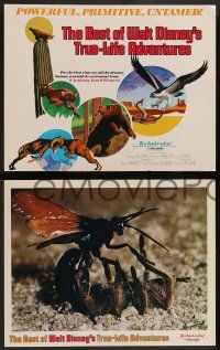 2w034 BEST OF WALT DISNEY'S TRUE-LIFE ADVENTURES 9 LCs '75 powerful, primitive, cool animal images!