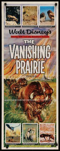 4c972 VANISHING PRAIRIE insert '54 Disney True-Life Adventure, cool art of stampeding buffalo!