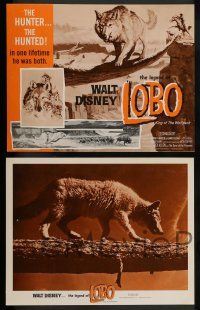 4f274 LEGEND OF LOBO 8 LCs '63 Walt Disney, King of the Wolfpack, cool images of wolf being hunted!