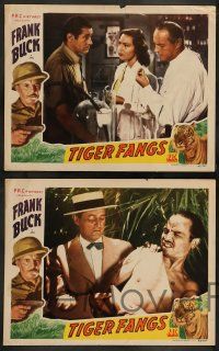 4f748 TIGER FANGS 4 LCs '43 Frank Buck, June Duprez, Duncan Renaldo, cool border art of tiger!