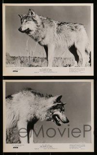 4h191 LEGEND OF LOBO 19 8x10 stills '63 Walt Disney, King of the Wolfpack, cool wildlife images!