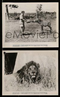 4h400 ZANZABUKU 14 8x10 stills '56 Dangerous Safari, cool images of African natives & wildlife!