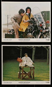 4r030 HAROLD & MAUDE 8 color Swiss 8x10 stills '71 Ruth Gordon & Bud Cort, Ashby classic!
