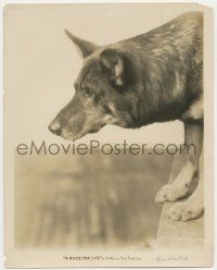 4x734 RACE FOR LIFE 8x10 still '28 incredible close up of Rin Tin Tin, most famous canine star!