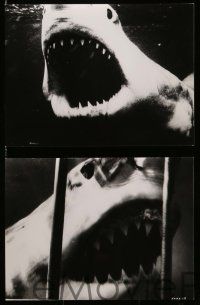 5d402 BLUE WATER, WHITE DEATH 9 8x10 stills '71 cool images of great white sharks & scuba divers!