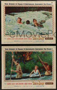 5k142 DUEL IN THE JUNGLE 8 LCs '54 Dana Andrews, sexy Jeanne Crain, African adventure images!