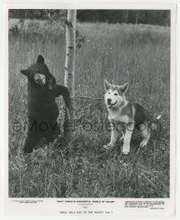 5m680 NIKKI TV 8x10 still R64 Walt Disney, James Oliver Curwood, great image of dog & bear cub!