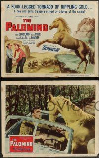 6c332 PALOMINO 8 LCs '50 Jerome Courtland, Beverly Tyler, Joseph Calleia, great horse images!