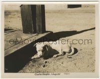 6d024 DOG'S LIFE 8x10.25 still R20s great close up of Charlie Chaplin's dog laying in dirt!