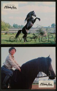 6k450 BLACK STALLION 12 French LCs '80 Kelly Reno, Mickey Rooney, great horse images!