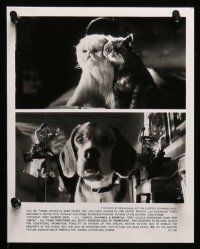 6m401 CATS & DOGS presskit w/ 6 stills '01 Jeff Goldblum, Elizabeth Perkins, wacky CGI animals!