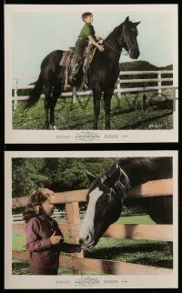 7a511 COURAGE OF BLACK BEAUTY 8 color 8x10 stills '57 Sewell's classic story whole world has read!
