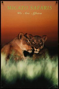 7g035 MICATO SAFARIS 24x36 travel poster '90s wonderful close-up of female lions in tall grass!