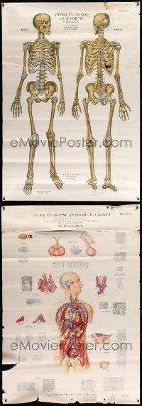 8a020 LOT OF 3 UNFOLDED 44x63 SPECIAL POSTERS '50s all with cool diagrams of the human body!