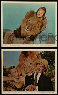 8d117 CLARENCE THE CROSS-EYED LION 7 color 8x10 stills '65 Africa safari, wacky images with big cat