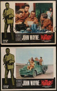 8k137 HATARI 8 LCs R67 Howard Hawks, John Wayne in Africa, Elsa Martinelli w/ elephants and leopard