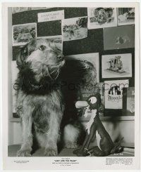8r556 LADY & THE TRAMP candid 8.25x10 still '55 the actual mutt that modeled for Tramp, Disney!