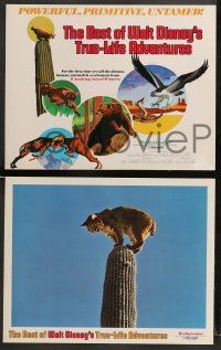 9r011 BEST OF WALT DISNEY'S TRUE-LIFE ADVENTURES 9 LCs '75 powerful, primitive, cool animal images!