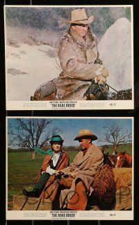 1a081 RARE BREED 8 color 8x10 stills '66 Texas leader James Stewart, Maureen O'Hara, Brian Keith!