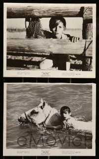 1a803 WHITE MANE 5 8x10 stills '54 great images of boy & wild horse, Albert Lamorisse directed!