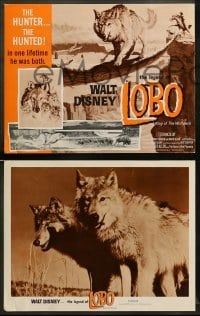 1w243 LEGEND OF LOBO 8 LCs '63 Walt Disney, King of the Wolfpack, cool images of wolf being hunted!