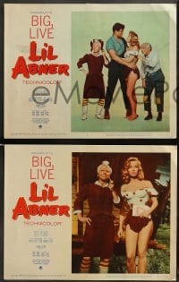 1w246 LI'L ABNER 8 LCs '59 cool images of sexiest Julie Newmar, Peter Palmer, Al Capp's comic
