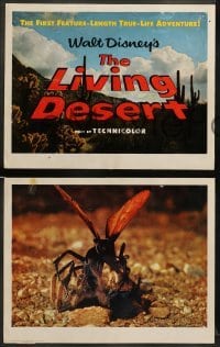 1w249 LIVING DESERT 8 LCs '53 first feature-length Disney True-Life adventure!