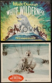 1w474 WHITE WILDERNESS 8 LCs '58 Walt Disney, polar bear & arctic animals on top of world!
