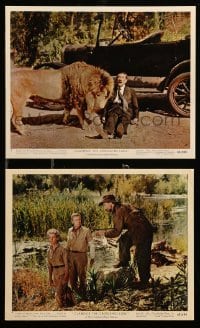 1x174 CLARENCE THE CROSS-EYED LION 2 color 8x10 stills '65 Africa safari, wacky images with big cat