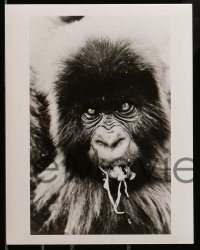 1x860 DIAN FOSSEY 3 8x10 stills '88 great images of mountain gorillas, from her 'The Digit Fund'!